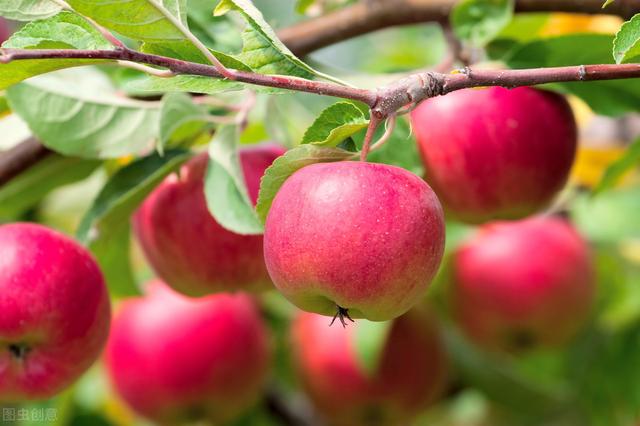 苹果树丰产栽培技术,加强整形修剪关键因素,提高苹果树的果实率