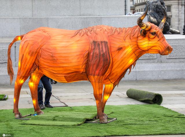 英国地标现牛型彩灯庆祝2021辛丑牛年
