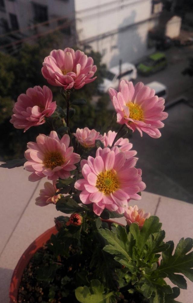 有一种花叫做小切粉，天冷就开花，满头花苞，漂亮清新