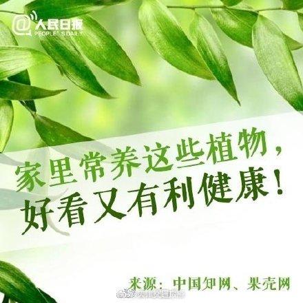 植物|家里常养这些植物，好看又有利健康