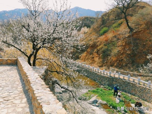 「旅行柚子君」青岛西海岸新区铁橛山下樱花盛开