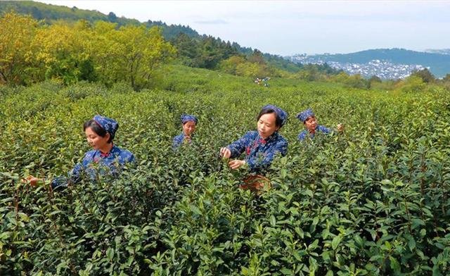 最高售价2万元一斤 2021洞庭碧螺春茶将于3月10日上市