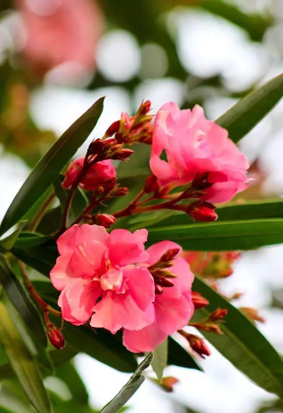 你的育儿经|这些花儿孕妇不要养