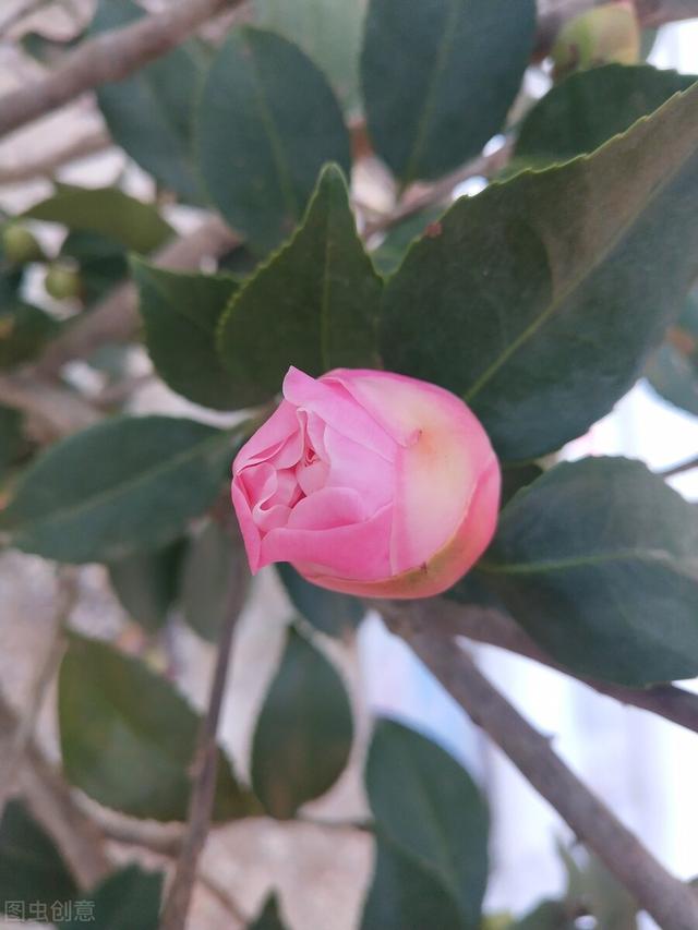 茶花掉花苞的原因，藏在一句“顺口溜”里，古人的经验，值得借鉴