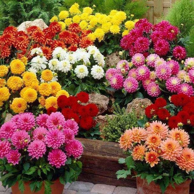『新家大变样』大丽花开花比月季大,花型似菊花,块茎如地瓜,实在令人炫目