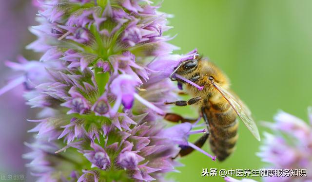 “夏枯草”的功效及其应用