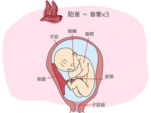 你的育儿经|孕期，胎宝宝大脑发育关键期，不要忽视必要营养的补充