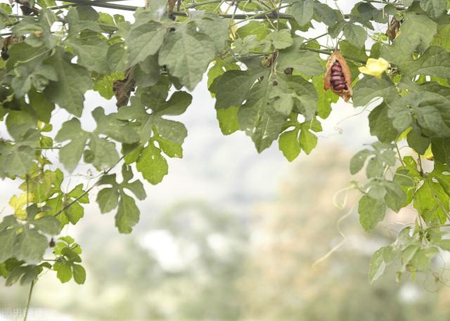 院子里栽种花草，建议考虑好5个问题，院子会越用越舒心