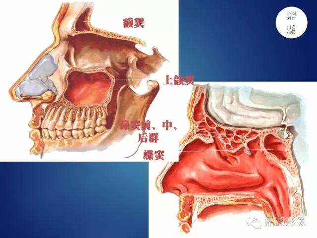 WoW，最全神经系统解剖图来了