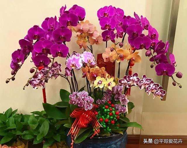 元旦过后，给家里养“3盆花”，个个花朵艳丽，叶子油绿，很美观