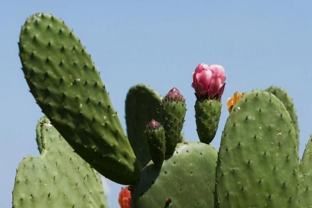 茶花、海棠就该用酸性土，仙人掌、丁香花用碱性土，你用对了吗？