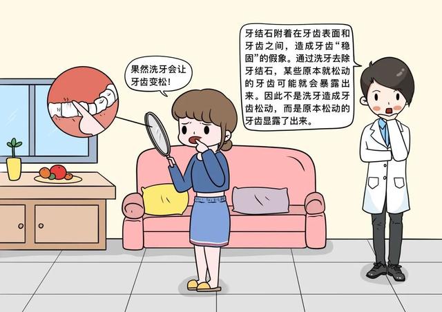 牙齿|洗牙会把牙齿洗松？