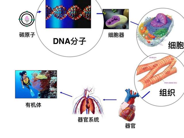 肺癌|基因检测，早期肺癌患者要不要做？