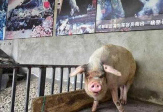 汶川地震坚强生存36天的猪坚强,获救后瘦身100斤,现在
