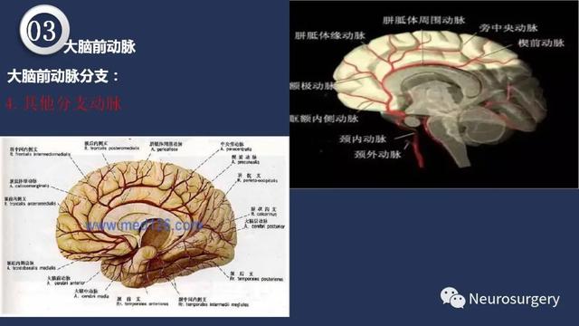 头颈动脉系统相关解剖