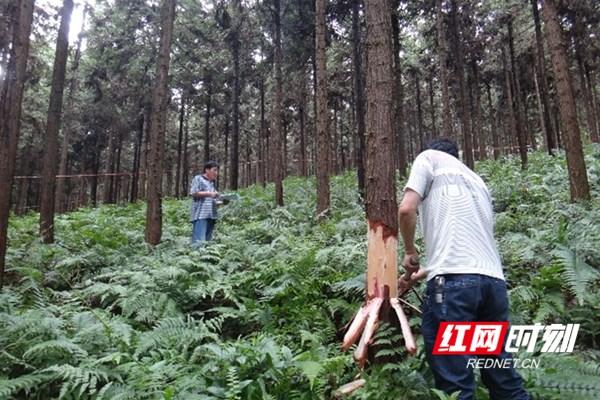 湖南“速生人工林”成功验收 打造绿色高效循环产业技术创新链