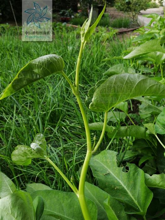 蕹菜，见过吗？可用于食物中毒、野菇中毒