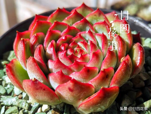 “控养”多肉有条件，“3要5不要”，做对肥美，做错变瘦不长个