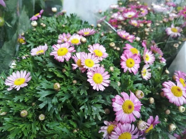 市场|春天在哪里？来杨浦这个花鸟市场找找春天的颜色