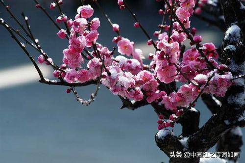 三九天，围炉煮茶静待梅花开