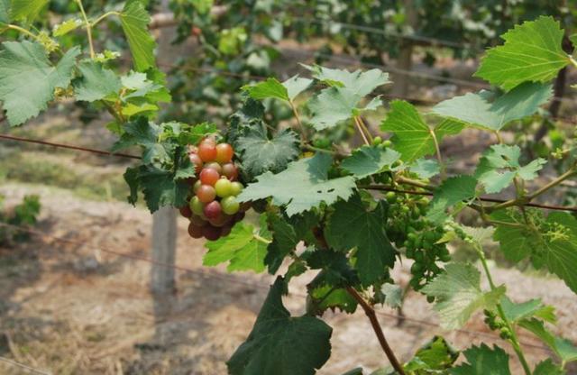 孕妇天天吃葡萄，说能生大眼睛宝宝，孩子一出生医生怒骂