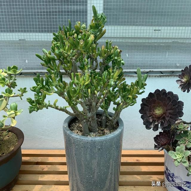 这花叫马蹄掌，也叫吸财树，寓意“招财进宝”，比多肉还好养