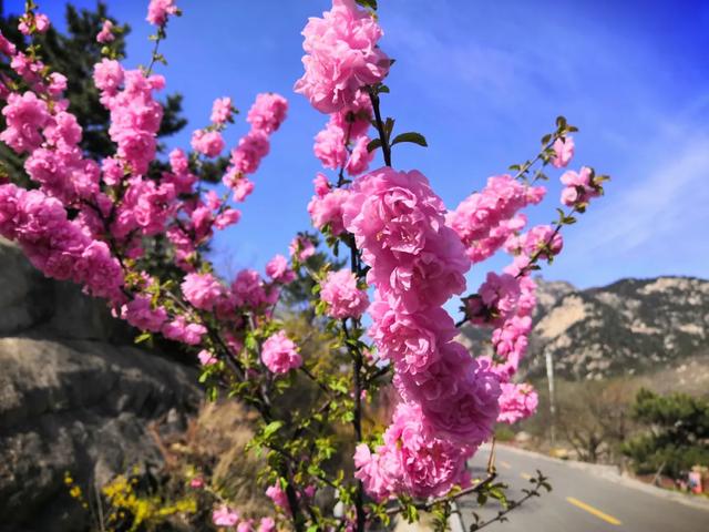 『约吗旅行』迎着春光，赴一场花海之约~