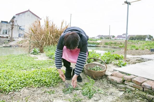 三桥|柘林阿姨手制“麻花郎”、“夹花”圆子，你更钟意哪一款？