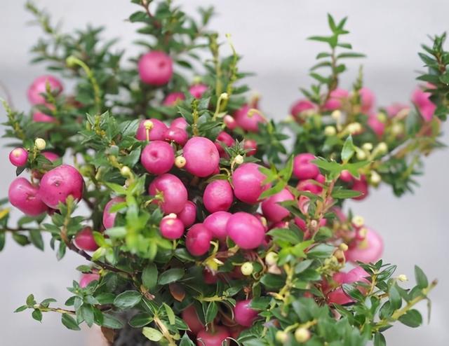 金桔、北美冬青冬天都爱摆几盆，常见这几个问题，简单几步好解决