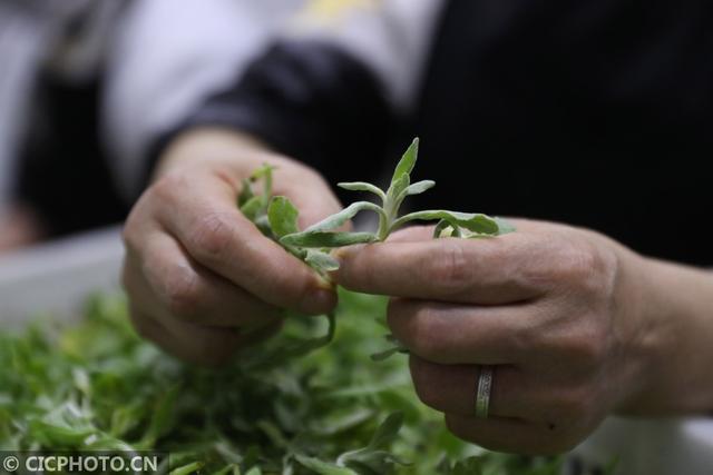 火草|贵州毕节：火草粑“飘出”家乡味