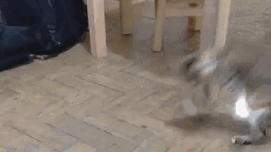 明明是它一只猫在家,怎么会那么忙?