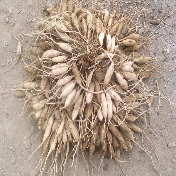 神农本草图经 | 柏实 菌桂 牡桂 天门冬 麦门冬