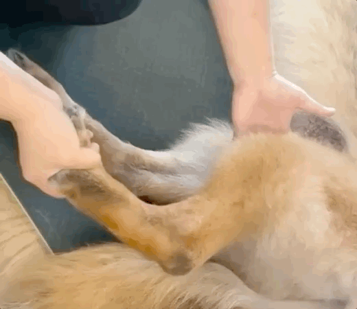 48岁郑秀文帮15岁爱犬按摩拉筋,尽职尽责陪它走完最后一程巴拉啦解说