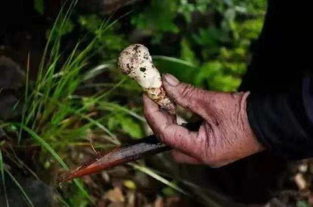 比肉还好吃！来自云南深山的精灵们，鲜味十足，厨房新手也能做出一锅好汤