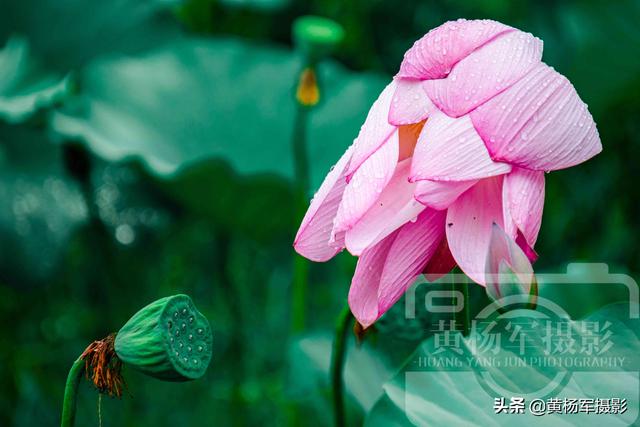 饮了晚风■荷花盛开的夏天,绿叶中娇美的花朵很漂亮