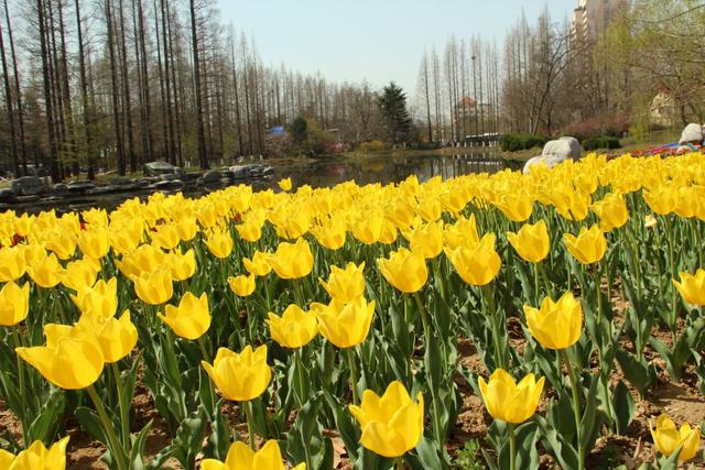 4种花冬天冻不死，夏天热不死，一年四季都能活