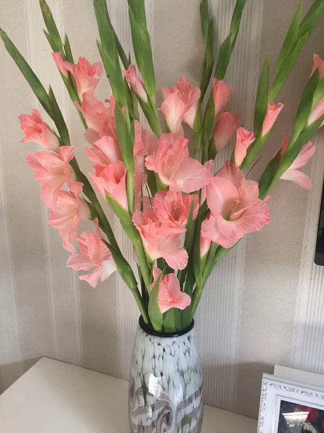 注意这几个小细节，剑兰爆盆无压力，一看就能学会