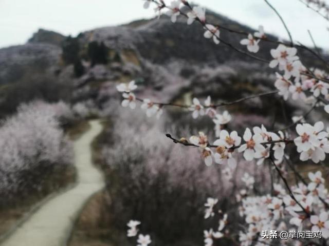 「玩乐足迹」春天里的凤翔