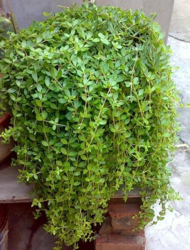[你的育儿经]我的育儿观察——植物篇