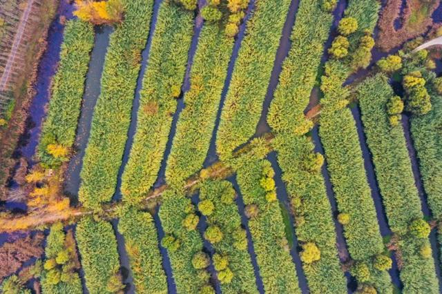 『世界那么大』微山湖战“疫(役)”,今年这里要创5A,专访微山湖旅发集团董事长