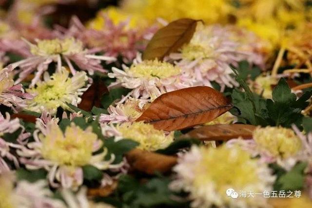 寒花已开尽～菊蕊独盈枝：趵突泉的菊花，冬雨中不畏严寒傲视寒霜