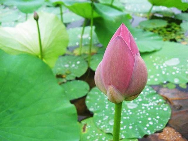 深春偃旗归,浅夏悄然至,最喜夏天雨,简约大气又明亮