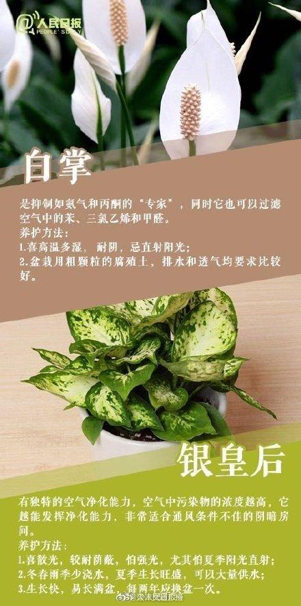 植物|家里常养这些植物，好看又有利健康