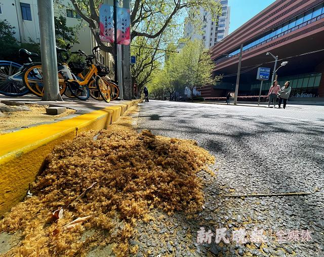 柳絮|眼睛发痒、发红？原来是春季角结膜炎惹的祸
