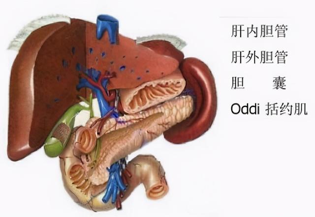 做胆道支架要花多少钱啊？你知道胆道支架的意义是什么呢？