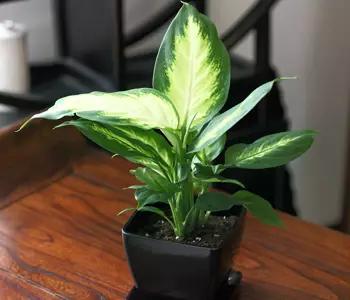 超级宝妈@家有宝宝，这些花再好看也别养，有毒！危害到宝宝健康后悔就晚了
