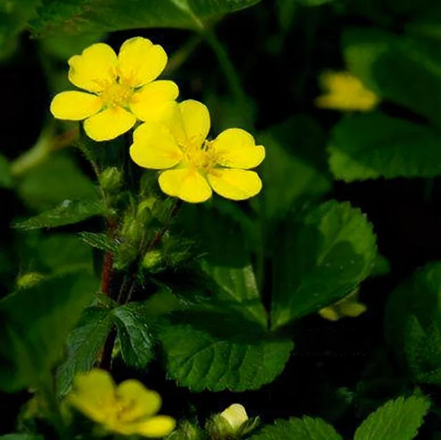 地被花卉篇——雨水花园里的植物们