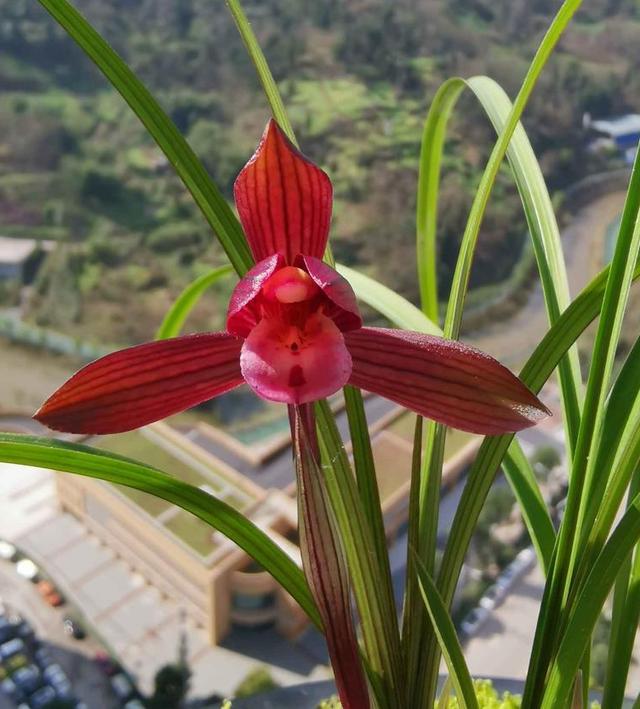 此盆栽是春兰顶级红花，花型俊逸，香气浓郁，是养兰首选品种