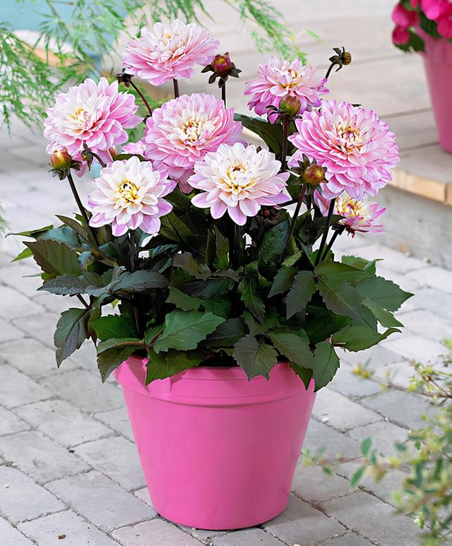 一种听名字很土气的花，开花却是拳头大，盆栽养护更注重方法