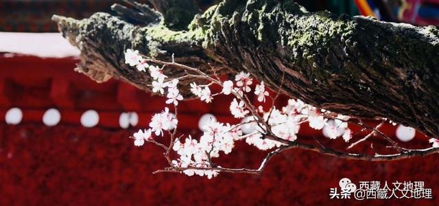 「世界那么大」春分，拉萨一树桃花的温柔倾诉